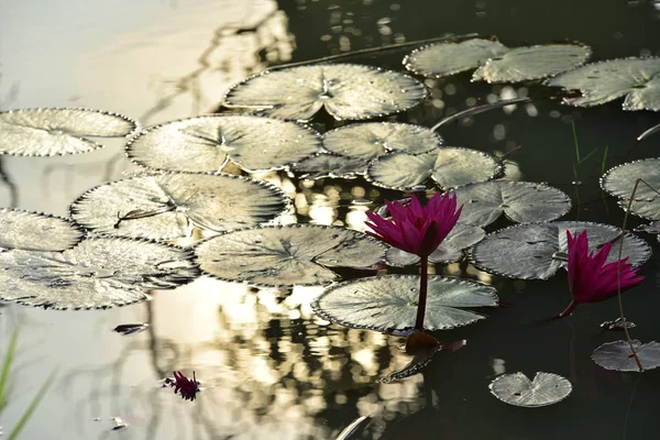 Schöne Lotusblumen Teich — Stockfoto
