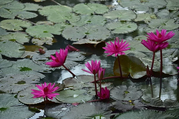 池塘里美丽的荷花 — 图库照片