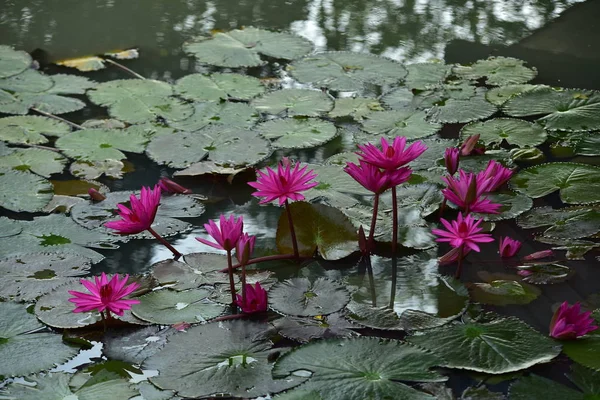 Beautiful Lotus Flowers Pond — Stock Photo, Image