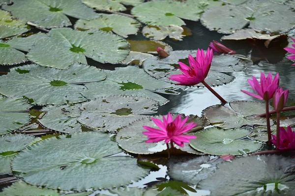 池塘里美丽的百合花 — 图库照片