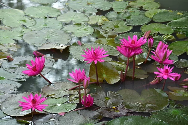 Beautiful Lily Flowers Pond — Stock Photo, Image