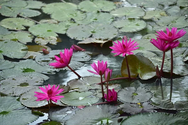 Beautiful Lotus Flowers Pond — Stock Photo, Image