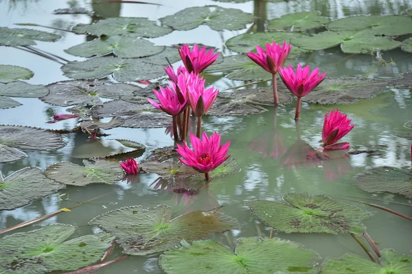 Красивые Цветы Лилии Пруду — стоковое фото
