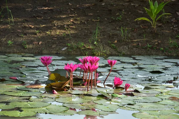 Belles Fleurs Lys Dans Étang — Photo