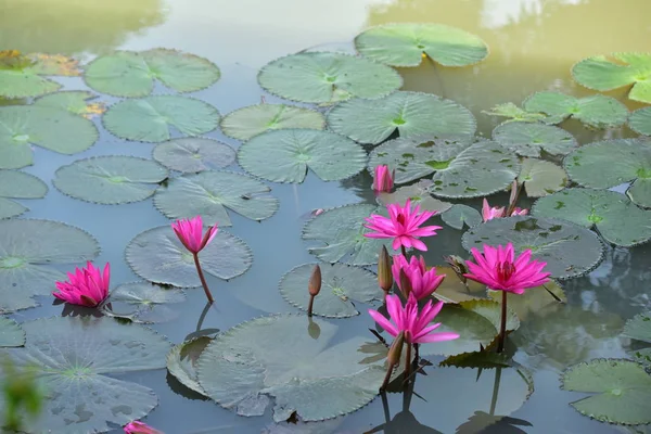 Красивые Цветы Лилии Пруду — стоковое фото