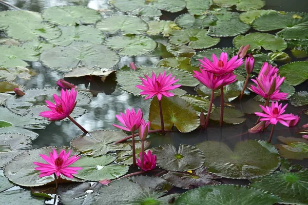 池の美しいユリの花 — ストック写真