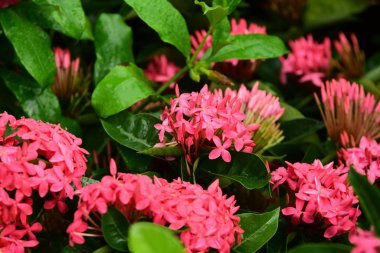 İlkbaharda güzel renkli çiçekler