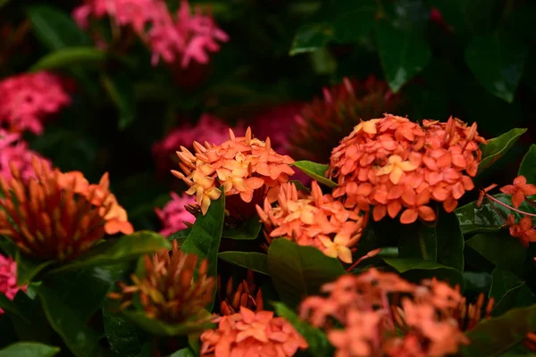 Красиві Барвисті Квіти Навесні — стокове фото