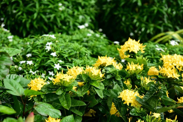 Mooie Kleurrijke Bloemen Lente — Stockfoto