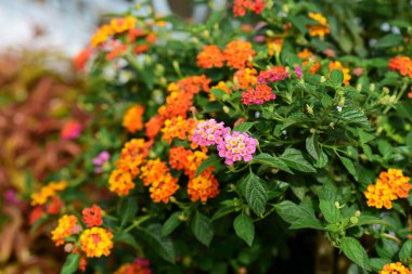 İlkbaharda güzel renkli çiçekler 