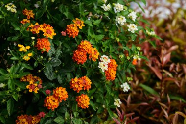 İlkbaharda güzel renkli çiçekler 