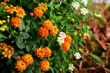 İlkbaharda güzel renkli çiçekler 