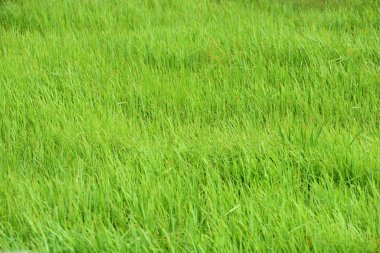 güzel yeşil çayır çim