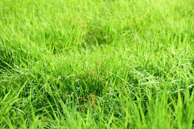 güzel yeşil çayır çim