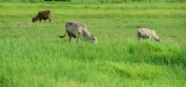 Yeşil çayırlarda otlayan inekler