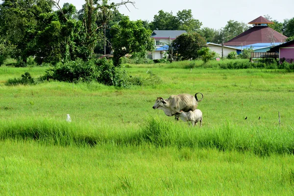 緑の牧草地で放牧する牛 — ストック写真