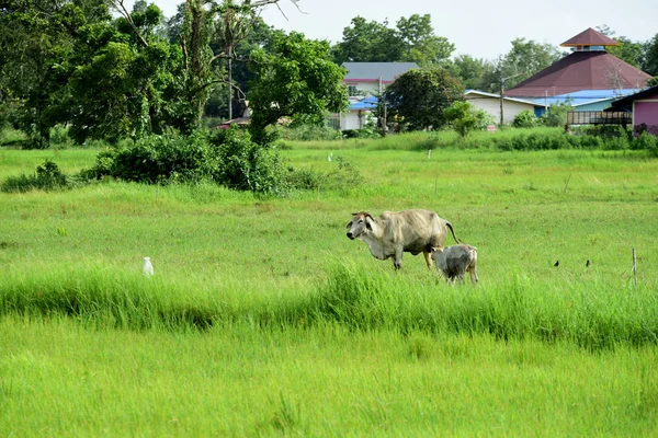 Kühe Grasen Auf Der Grünen Wiese — Stockfoto