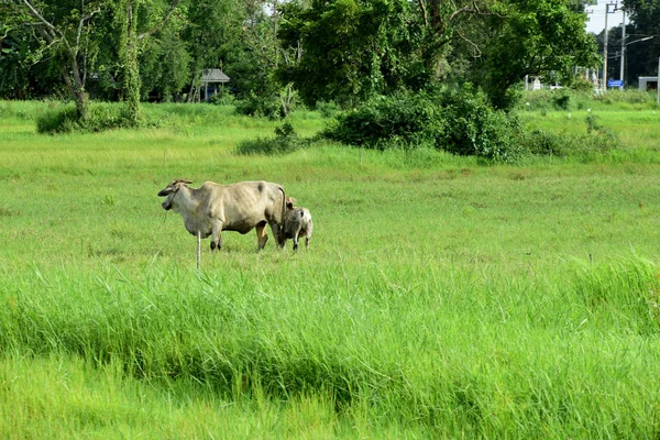 Vaches Broutant Sur Prairie Verte — Photo