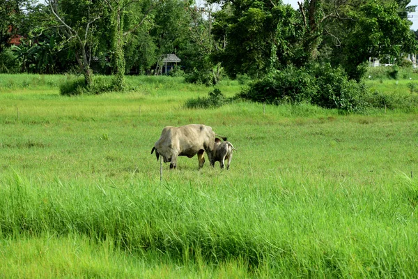 Cows Grazing Green Meadow — Stock Photo, Image