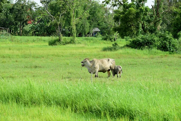 Cows Grazing Green Meadow — Stock Photo, Image