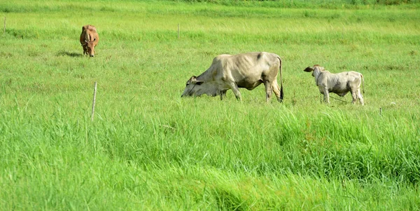 Vaches Broutant Sur Prairie Verte — Photo