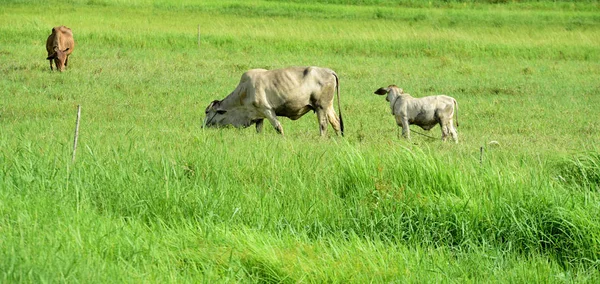 Vacche Pascolo Sul Prato Verde — Foto Stock