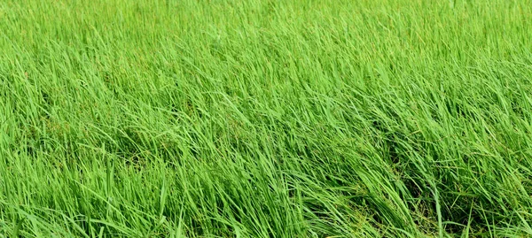Красивая Зеленая Трава Лугу — стоковое фото