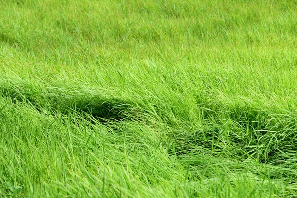 Prachtige Groen Gras Weide — Stockfoto