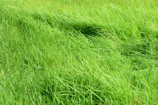 Krásná Zelená Tráva Louce Jako Pozadí — Stock fotografie