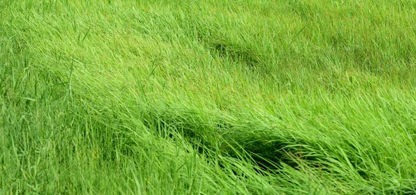 Iarbă Verde Frumoasă Pajiște Fundal — Fotografie, imagine de stoc