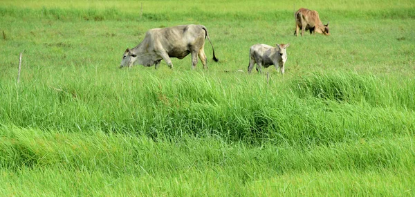 緑の牧草地で放牧する牛 — ストック写真