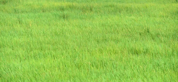 Schönes Grünes Gras Auf Der Wiese Als Hintergrund — Stockfoto