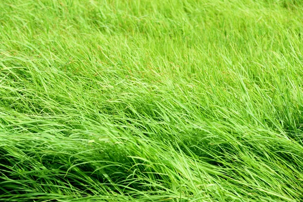 Bela Grama Verde Prado Como Fundo — Fotografia de Stock