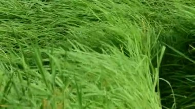 güzel yeşil çayır çim