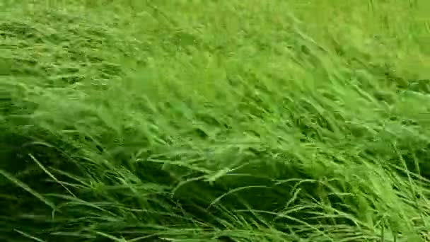 草原の美しい緑の芝生 — ストック動画