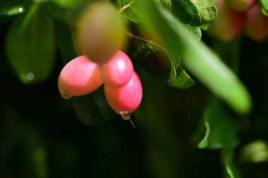 Gündüz vakti ağaçta yetişen tropikal meyveler 