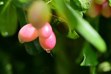 Gündüz vakti ağaçta yetişen tropikal meyveler 