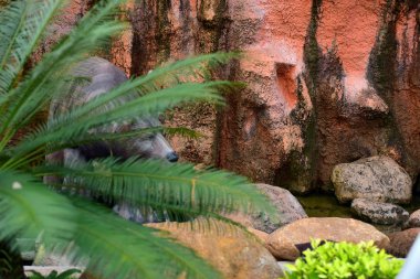 Bahçedeki ayı heykeli ve palmiye ağacı