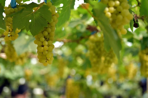 Close Cachos Uvas Brancas Penduradas Ramos Livre — Fotografia de Stock