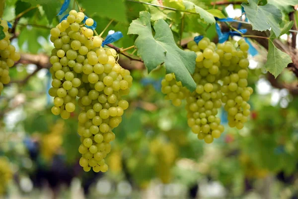 Close Cachos Uvas Brancas Penduradas Ramos Livre — Fotografia de Stock