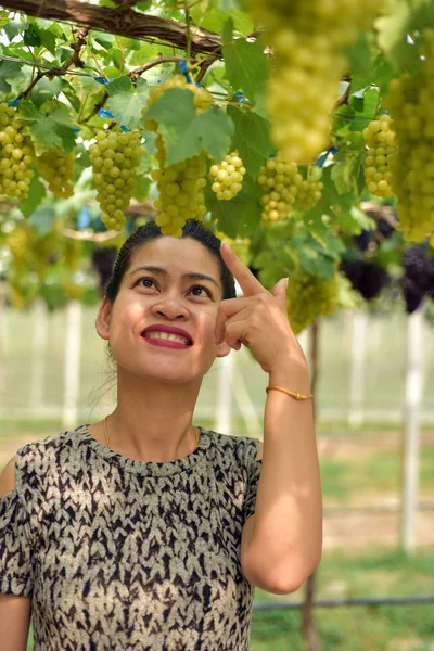 Young Woman Posing Grape Bunches Vineyard — Stock Photo, Image