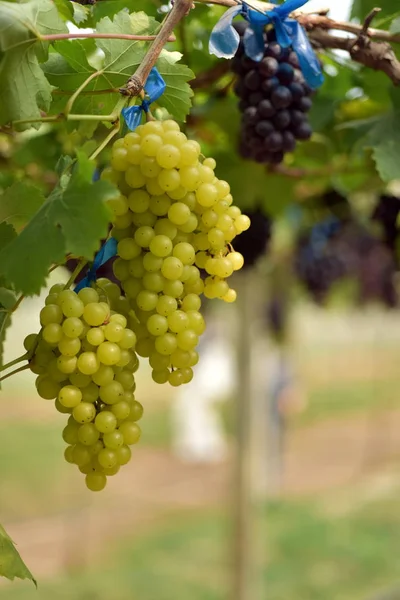 Гроздья Белого Винограда Свисающие Ветвей Открытом Воздухе — стоковое фото