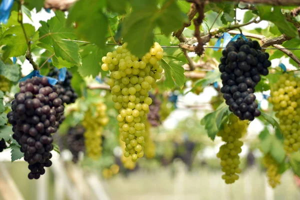 Гроздья Белого Винограда Свисающие Ветвей Открытом Воздухе — стоковое фото