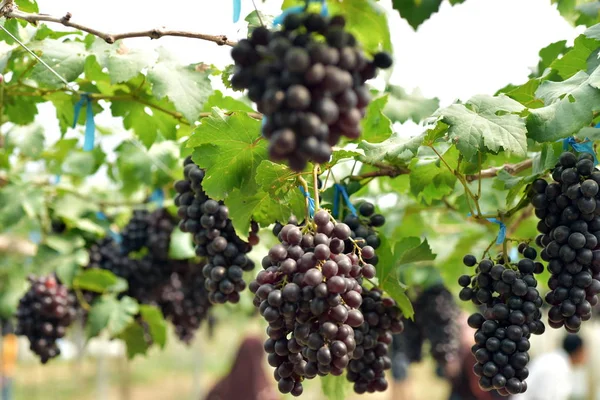 Close Van Druiventrossen Hangend Aan Takken Buiten — Stockfoto