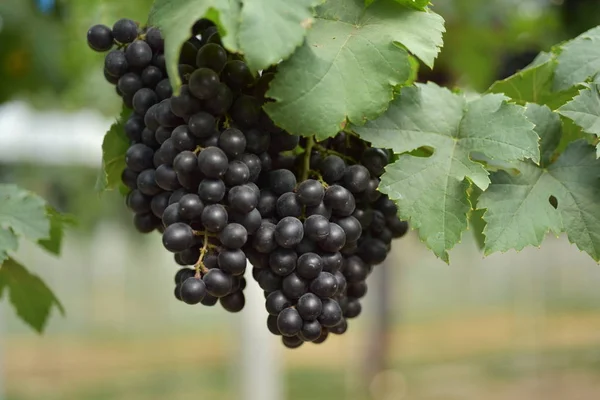 Gros Plan Grappes Raisins Accrochées Des Branches Extérieur — Photo