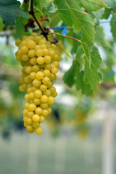 Uvas Frescas Las Manos Que Tienen Árboles Viña Cerca Casa — Foto de Stock