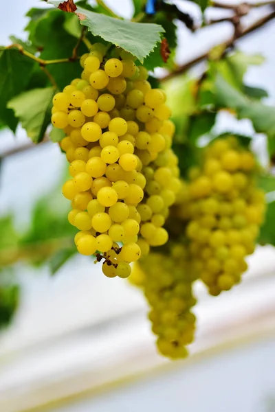 Close Cachos Uvas Brancas Penduradas Ramos Livre — Fotografia de Stock