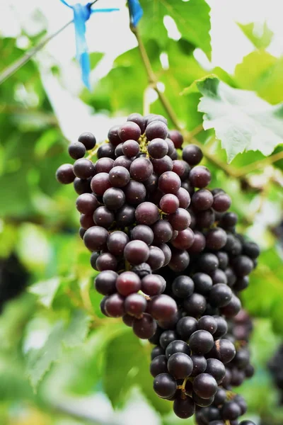 Gros Plan Grappes Raisins Accrochées Des Branches Extérieur — Photo