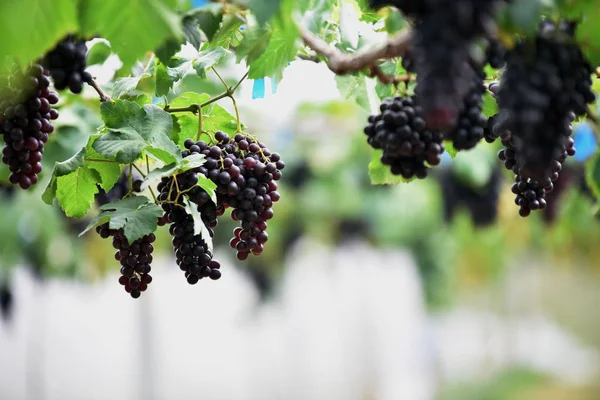 Raisins Frais Dans Les Mains Qui Ont Des Arbres Vigne — Photo