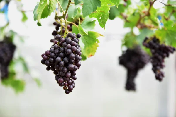 Świeże Winogrona Rękach Które Mają Drzew Winnicy Pobliżu Mojego Domu — Zdjęcie stockowe